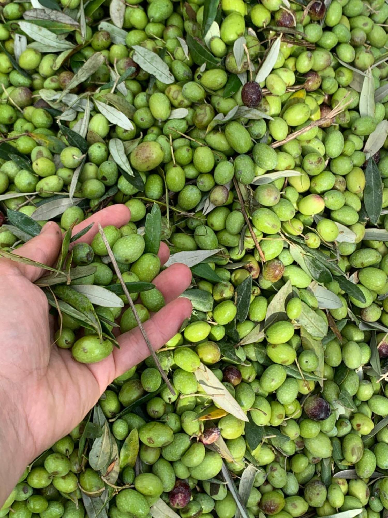 הוילה Vivajo Agriturismo Fattoria Di Loppiano Regina Mundi מראה חיצוני תמונה